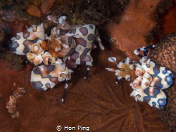 Hymenocera picta, commonly known as the harlequin shrimp. by Hon Ping 